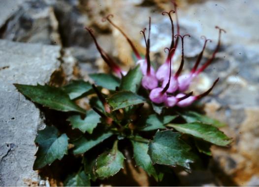 Die echte Teufelskralle gibt es in den Brenta Dolomiten