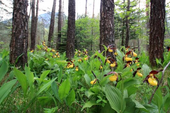 Frauenschuhe, das sind seltene Orchideen von Tiroler Seitentälern