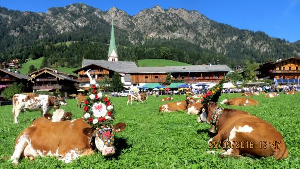 Rast der Almabtrieb Kühe beim Moahof