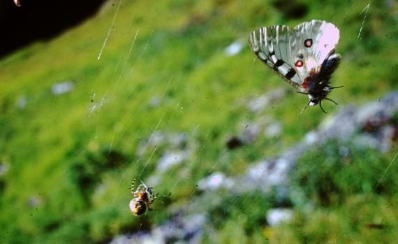 Ein Apollo Falter im Spinnenetz in den Pyrenäen