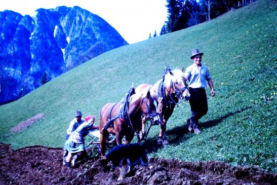 Vor 65 Jahren wurde auf dem steilen Pichl zu Stolzenberg noch Getreide angebaut