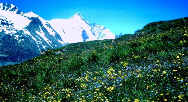 Blumenwiese mit Großglockner