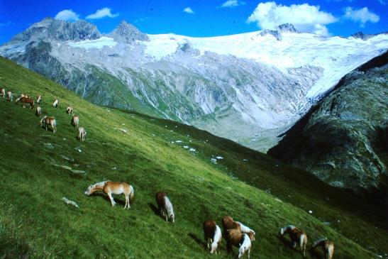 die Haflinger oberhalb der Berliner Hütte gegen Schwarzenstein