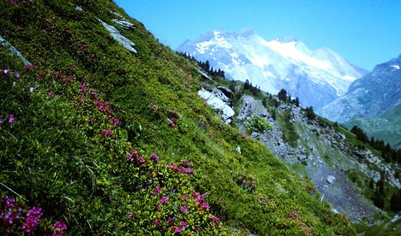 Almrosenhang mit Vingnemale, höchster französischer Berg in den Pyrenäen