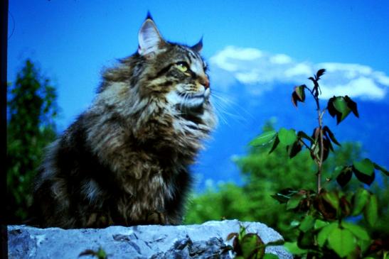 Der ehemalige Weltmeister Kater Samy von Isarstrand 