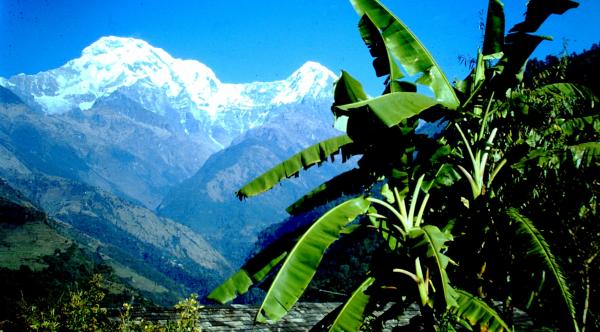 Tropische Pflanzen in Nepal