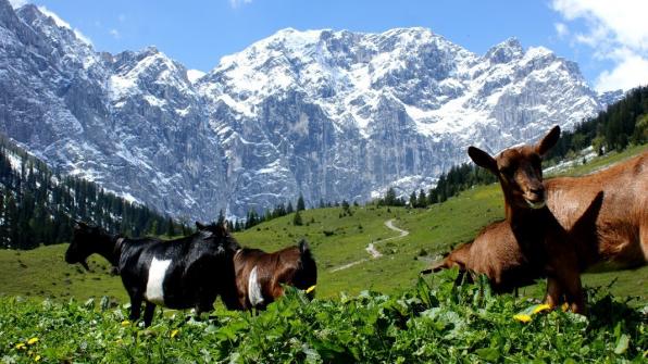 In der Engalm im Karwndel ist es immer schön